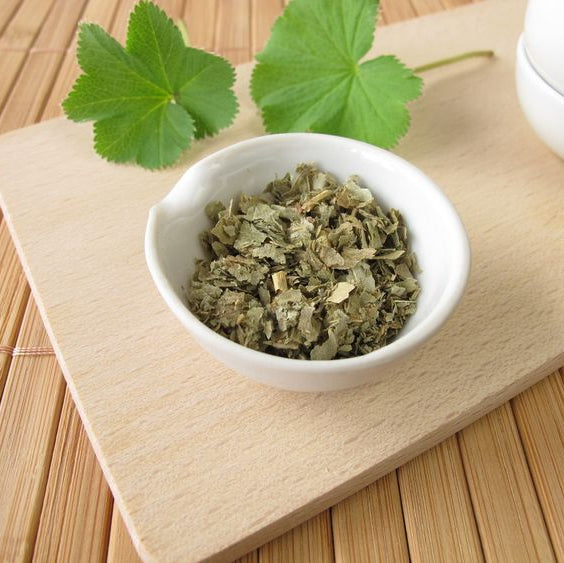 Detail sušenej Alchemilky